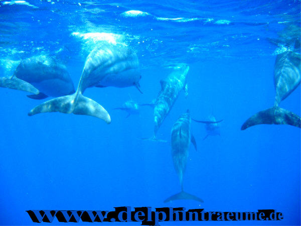 Delphin-Gruppe